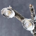 pearl earrings - blossom post - Argentium silver - Image 4
